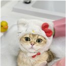 부산고양이미용&호텔 냥스타그램 | 부산고양이미용&amp;호텔 무냥무냥 대연점에서 경험한 최고의 부산고양이목욕 후기