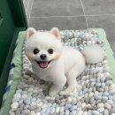 사개절 펫살롱 이미지