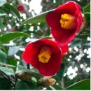 능소화꿈나무 이미지