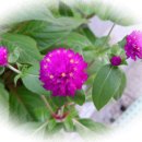 꽃들어린이집 이미지