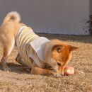 내포리,머뭄 이미지