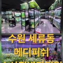 메디피쉬수산질병관리원 네이버블로그