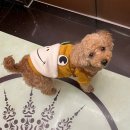 유지네 애견미용샵 | 쁘띠몽펫샵ㅣ센텀애견미용 스트레스 없는 가위컷 후기ㅣ서이추환영