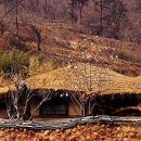 한국인의 명시(25) --- 윤동주의 "또 다른 고향" 이미지