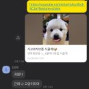 동주캣 이미지
