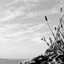 제주 올레길 15코스 B 이미지