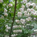 애수농장 이미지