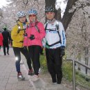 중랑강 벚꽃축제 이미지