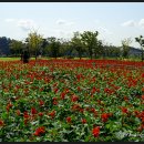 코스모스공원 이미지