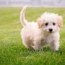 미사서울동물병원 이미지