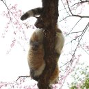 나무 밑 고양이 이미지