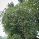 미얀마마을 이미지