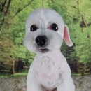 퍼피루시드 이미지