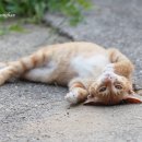 발라당 이미지