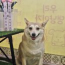 댕냥테라피 이미지