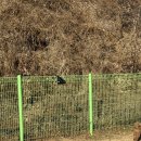 삼막애견공원 내 화장실 | 서울 근교 안양 삼막애견공원 대형 강아지 운동장 예술공원 나들이 전에 뛰뛰 코스로 좋아