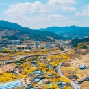 구례 산수유 축제 이미지