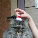 고양이미용연구소 이미지