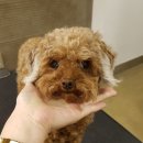 아토그루밍 이미지