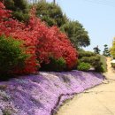 늘푸른장 이미지