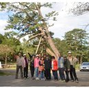 신비의소나무 앞 이미지