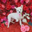 펫플러스라이프 이미지