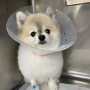 으뜸원동물병원 이미지