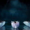 (공연) 국립발레단 <지젤> 이미지