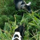 산마루농장 이미지