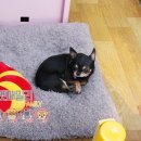 패밀리애견 이미지