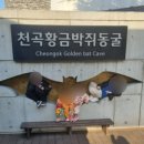 동해시-7 | 동해 천곡황금박쥐동굴 솔직 후기, 아이 반응은?
