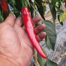 빨간고추 이미지