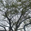 제주 봉개동 왕벚나무 자생지 이미지