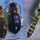 Fly PC Zone 이미지