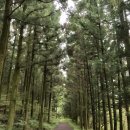 삼다수숲길 1코스 | [제주 숲/오름 추천] 조천 대흘리 삼다수 숲길 주차장 / 1코스 꽃길 소요시간