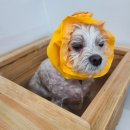 황실 애견미용 살롱 이미지