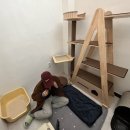 오냥오냥 고양이호텔 이미지