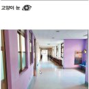 현대고양이 - 용인시 기흥구 신갈로 20-1 | 현대고양이