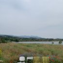 6월 7월 경주 해바라기 샤스타데이지 카페 바실라