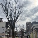 그루미뇽 | [기타큐슈 5박6일] Day2. 킷사텐 Green grass, 리버워크, 코메다커피 가스야마공원점, 탄가시장 오뎅...