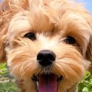 독크루 첨단점 이미지