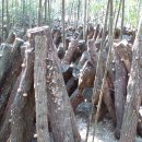 고향산천농장 Daum카페