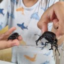 청송사슴농장 | [사슴벌레 키우기 초보편1] 사슴벌레 암수 한 쌍/ 초랭이, 깜장이/ 사슴벌레 키우는 방법/넓적사슴벌레