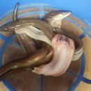 신안바다장어 이미지