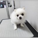 까망댕댕 네이버블로그