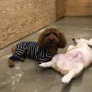 쿠니쿠니