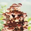 송암2농장 이미지