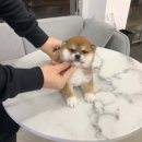 빼로독 강아지분양 의정부본점 이미지