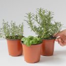 스위트허브 | 허브 키우기 화분 추천! 스위트 바질부터 로즈마리, 레몬타임까지 집에서 간편하게 즐기기