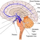 도파민[ Dopamine ] ? 이미지